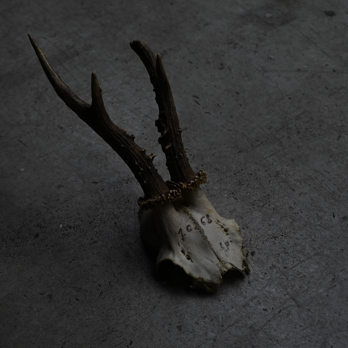 Hunting Trophy  ⅩⅦ｛RB-00419｝