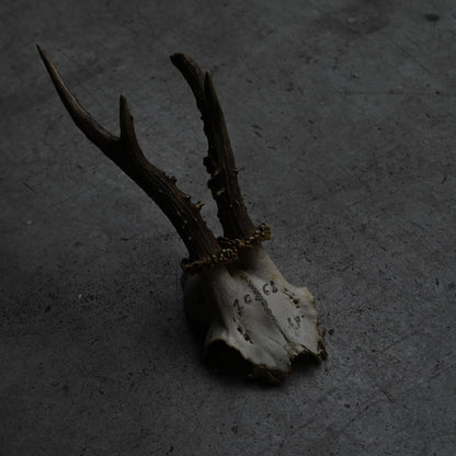 Hunting Trophy  ⅩⅦ｛RB-00419｝