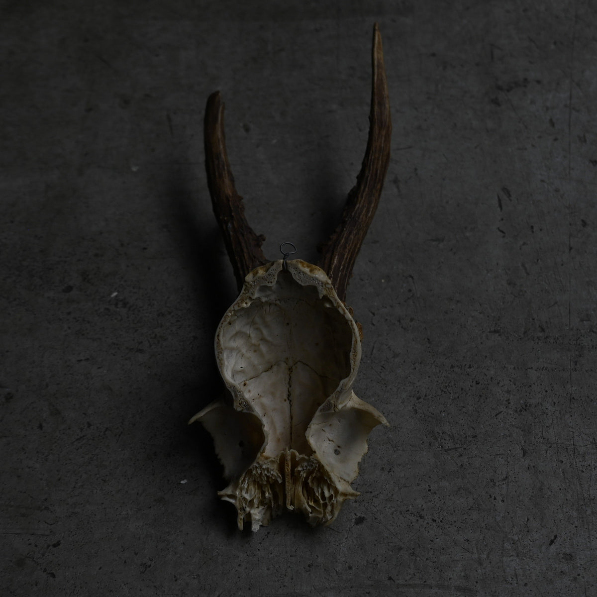 Hunting Trophy  ⅩⅦ｛RB-00419｝