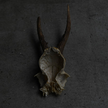 Hunting Trophy  ⅩⅦ｛RB-00419｝
