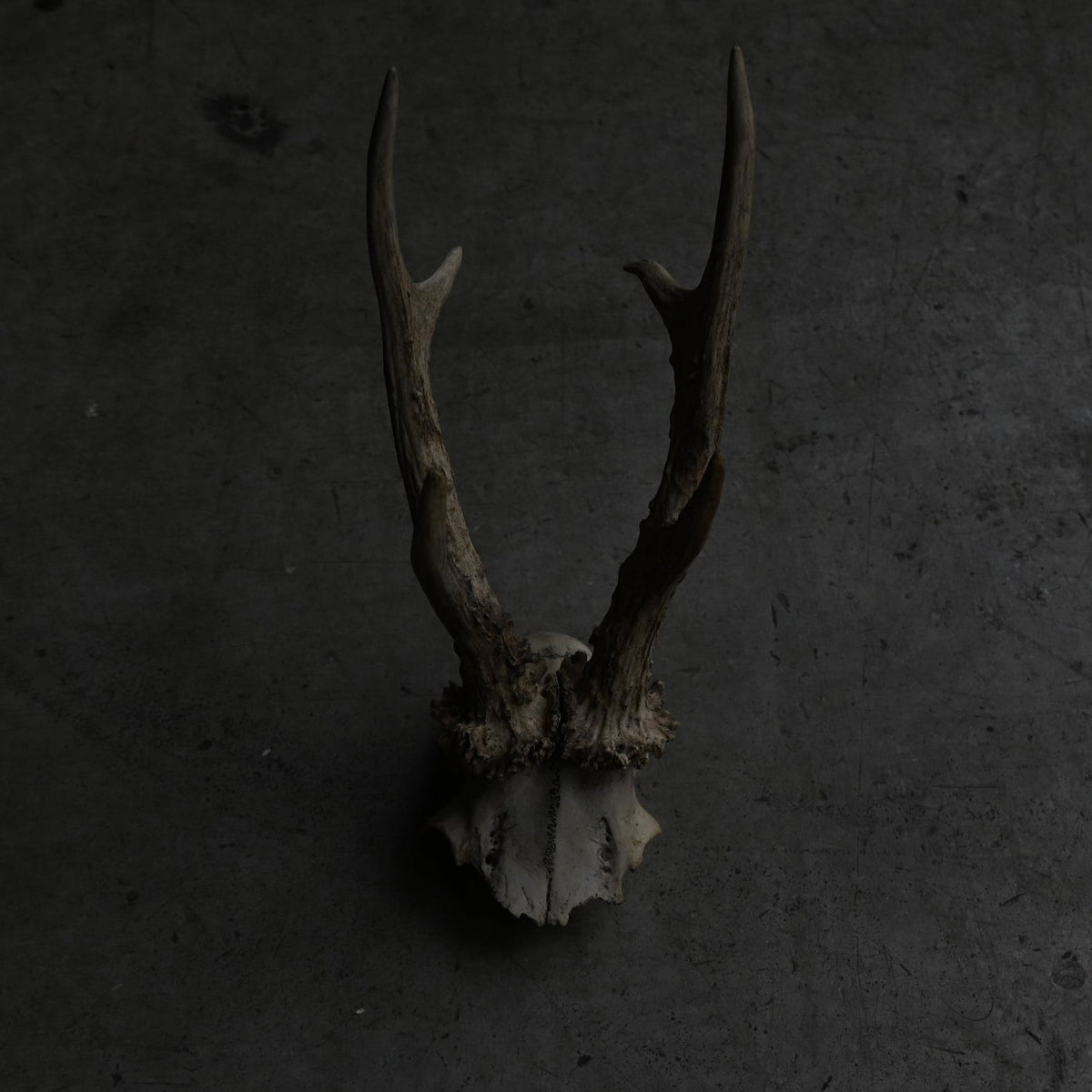 Hunting Trophy  ⅩⅧ｛RB-00420｝