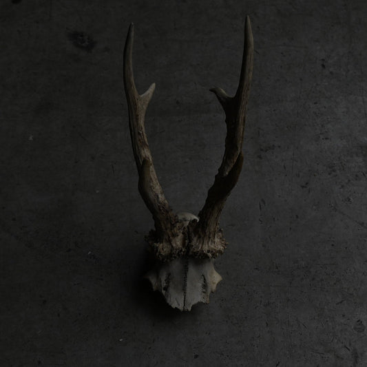 Hunting Trophy  ⅩⅧ｛RB-00420｝