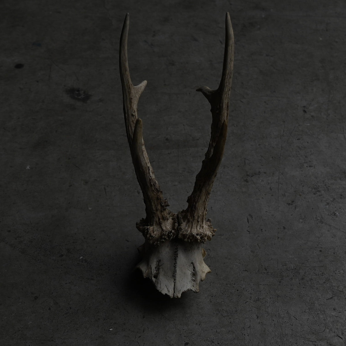 Hunting Trophy  ⅩⅧ｛RB-00420｝