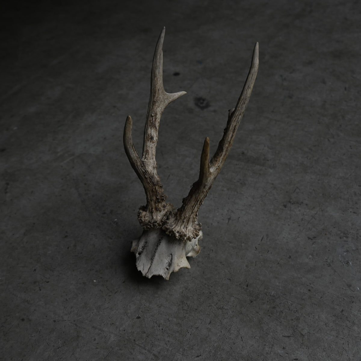 Hunting Trophy  ⅩⅧ｛RB-00420｝