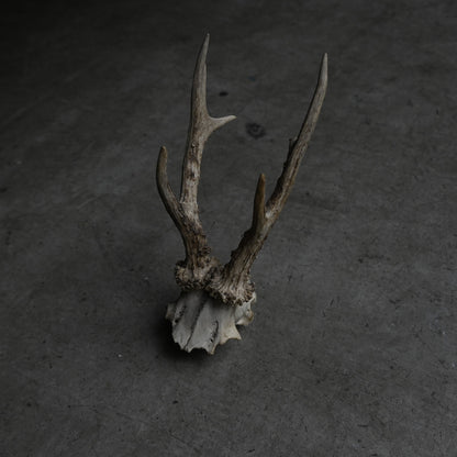 Hunting Trophy  ⅩⅧ｛RB-00420｝