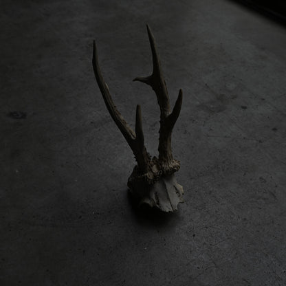 Hunting Trophy  ⅩⅧ｛RB-00420｝