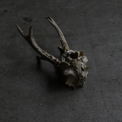 Hunting Trophy  ⅩⅧ｛RB-00420｝