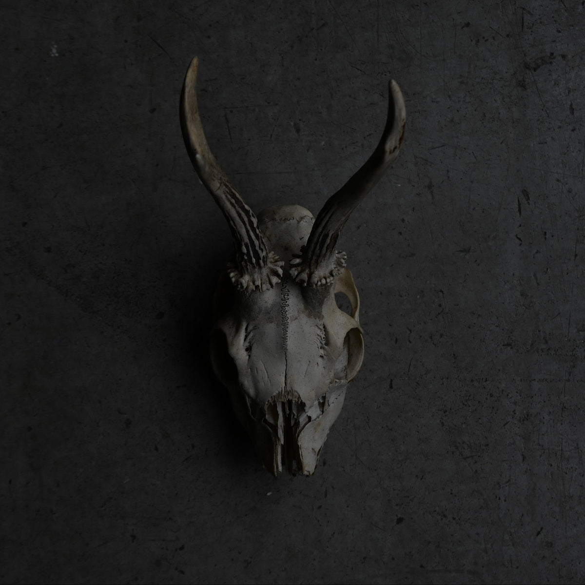 Hunting Trophy  ⅩⅨ｛RB-00421｝