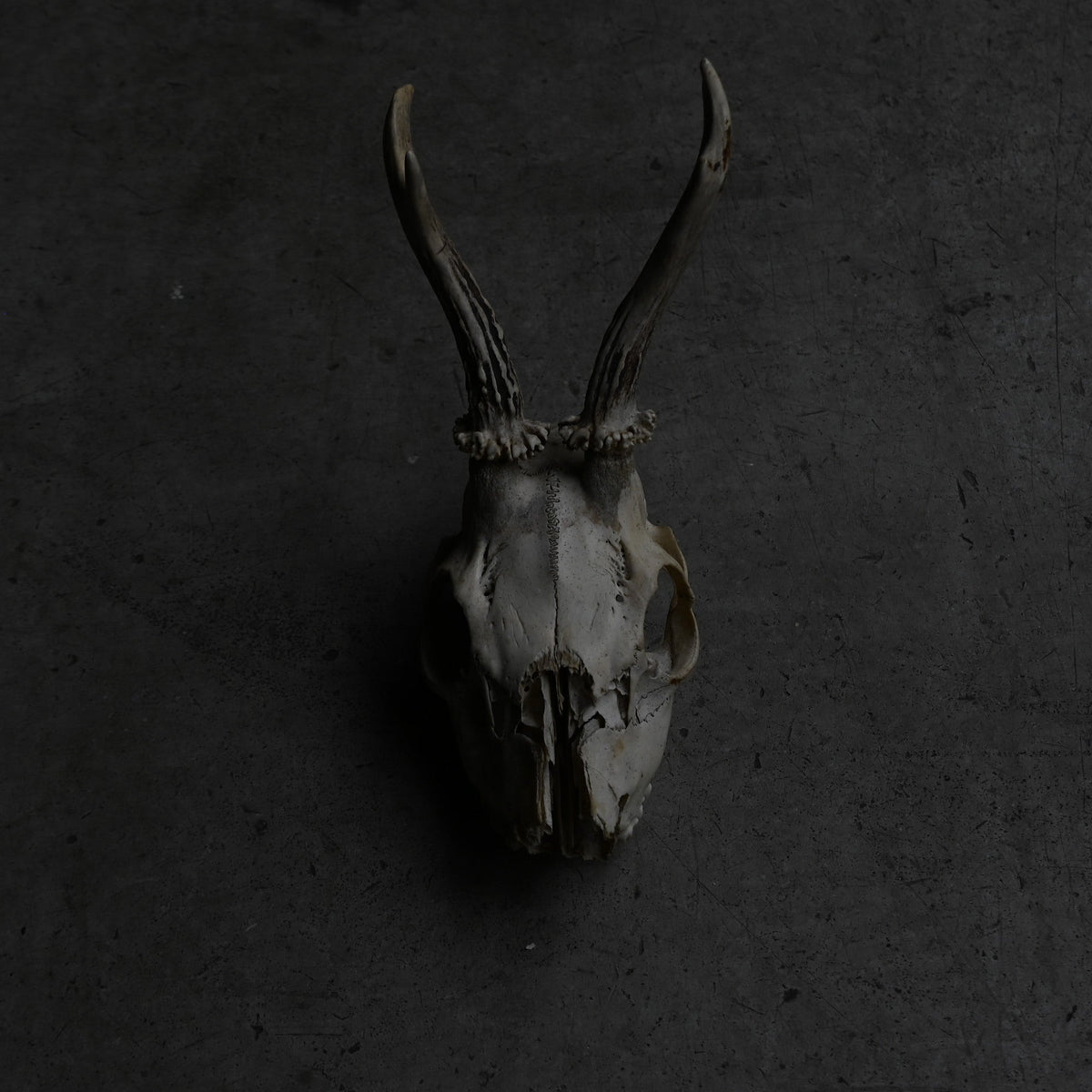 Hunting Trophy  ⅩⅨ｛RB-00421｝