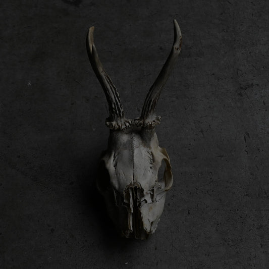 Hunting Trophy  ⅩⅨ｛RB-00421｝