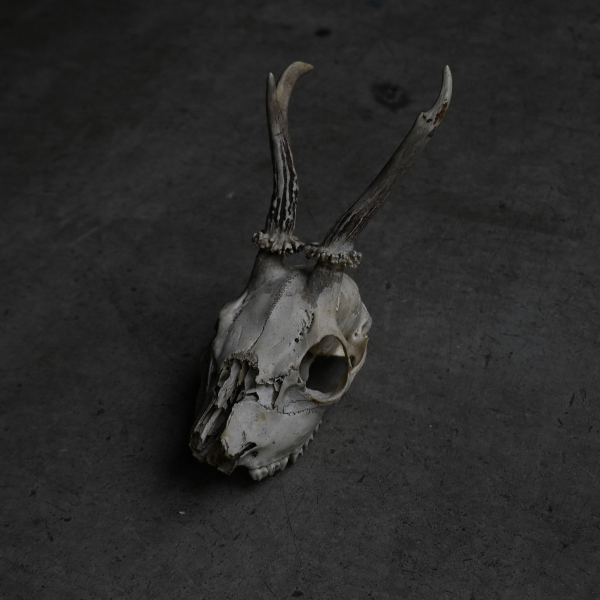 Hunting Trophy  ⅩⅨ｛RB-00421｝