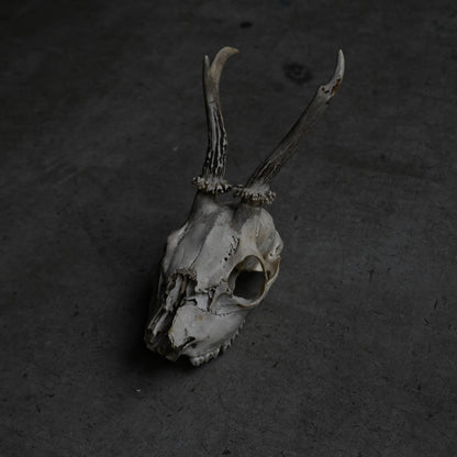 Hunting Trophy  ⅩⅨ｛RB-00421｝