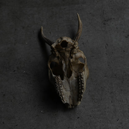Hunting Trophy  ⅩⅨ｛RB-00421｝