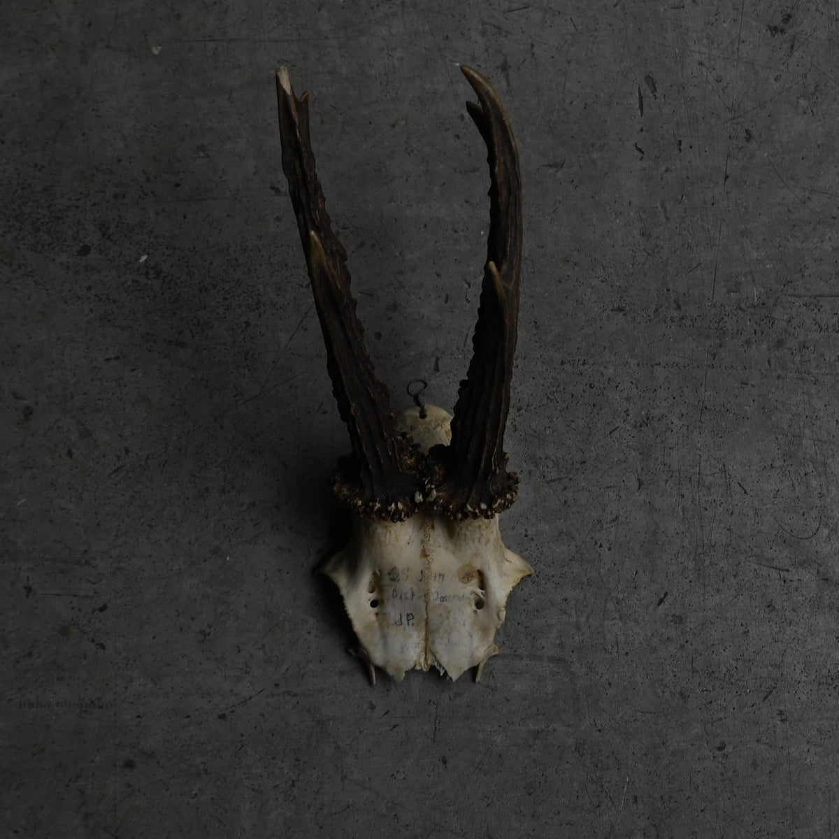 Hunting Trophy  ⅩⅩ｛RB-00422｝