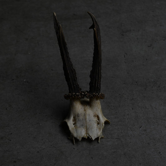 Hunting Trophy  ⅩⅩ｛RB-00422｝