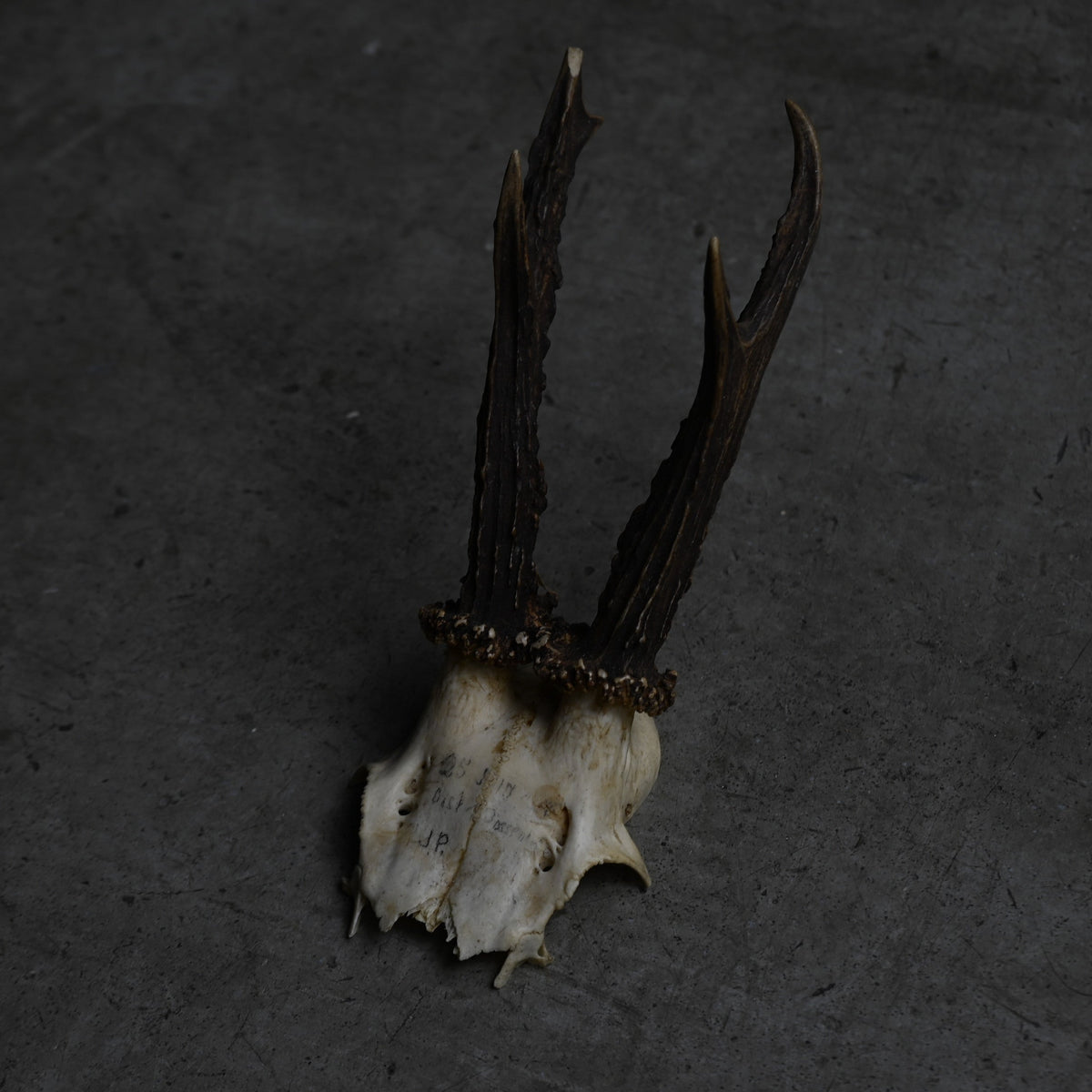 Hunting Trophy  ⅩⅩ｛RB-00422｝