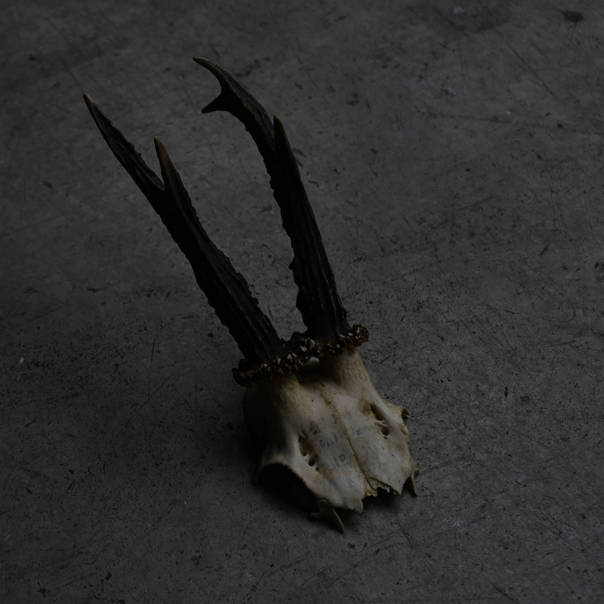 Hunting Trophy  ⅩⅩ｛RB-00422｝