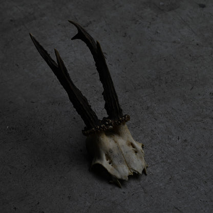 Hunting Trophy  ⅩⅩ｛RB-00422｝
