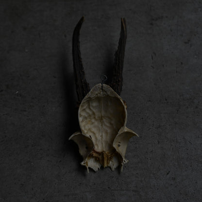 Hunting Trophy  ⅩⅩ｛RB-00422｝