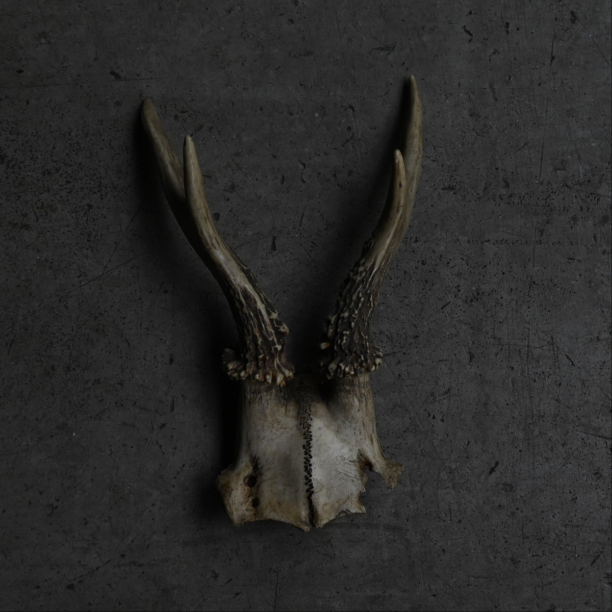 Hunting Trophy  ⅩⅪ｛RB-00423｝