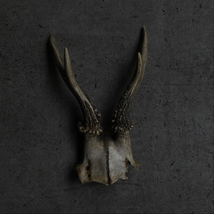 Hunting Trophy  ⅩⅪ｛RB-00423｝