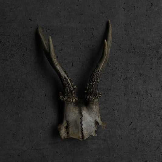 Hunting Trophy  ⅩⅪ｛RB-00423｝