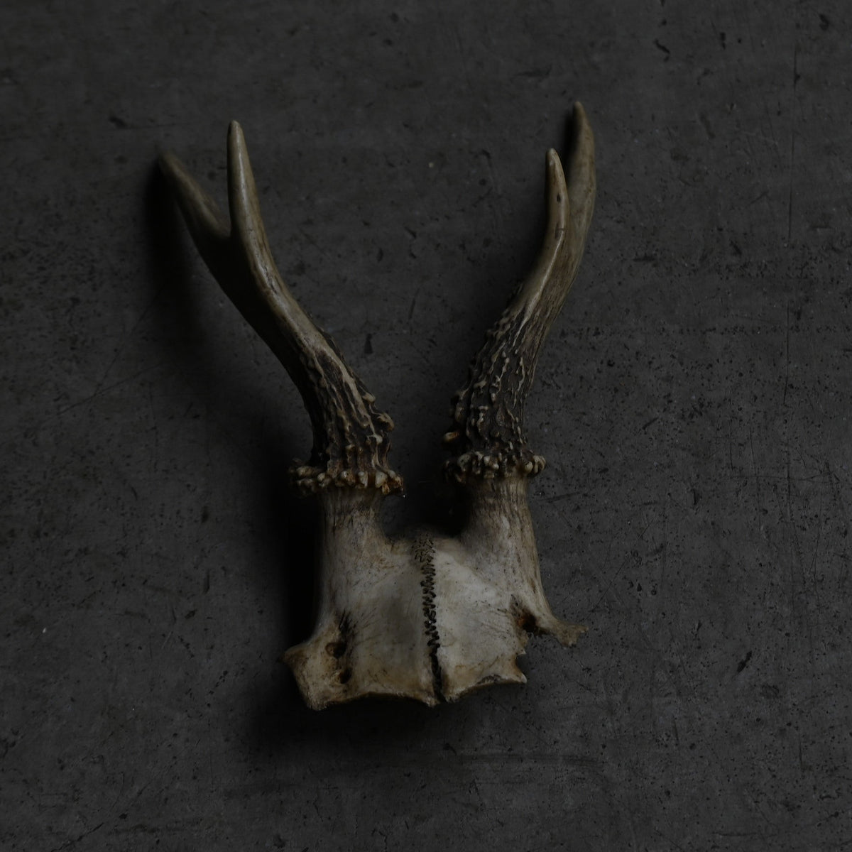 Hunting Trophy  ⅩⅪ｛RB-00423｝