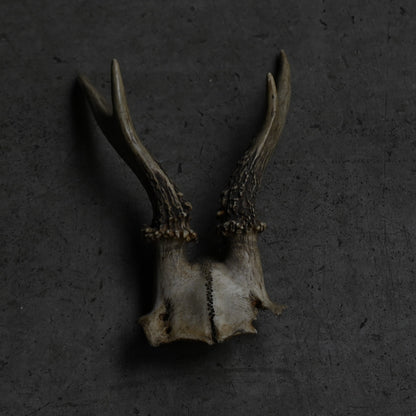 Hunting Trophy  ⅩⅪ｛RB-00423｝