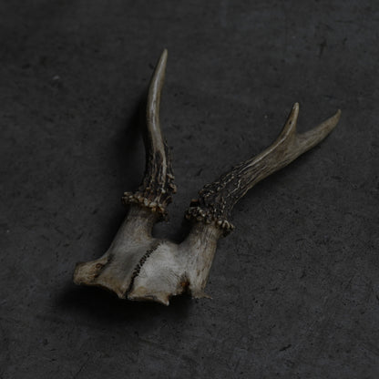 Hunting Trophy  ⅩⅪ｛RB-00423｝