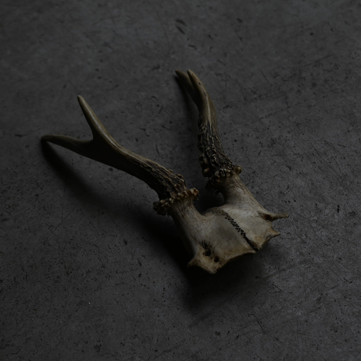 Hunting Trophy  ⅩⅪ｛RB-00423｝