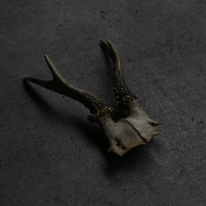 Hunting Trophy  ⅩⅪ｛RB-00423｝