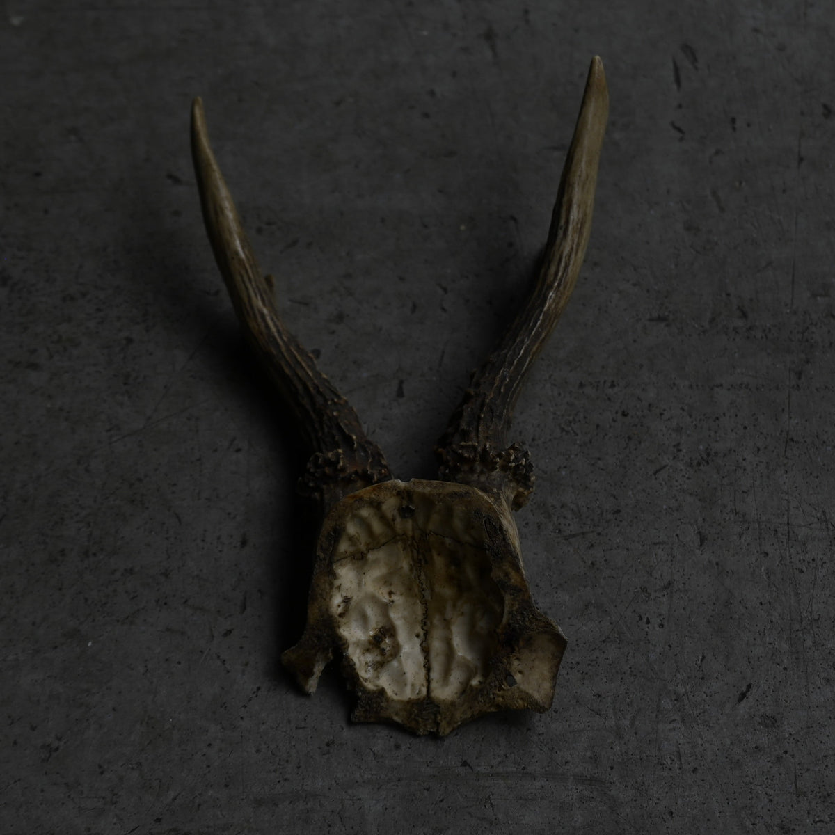 Hunting Trophy  ⅩⅪ｛RB-00423｝
