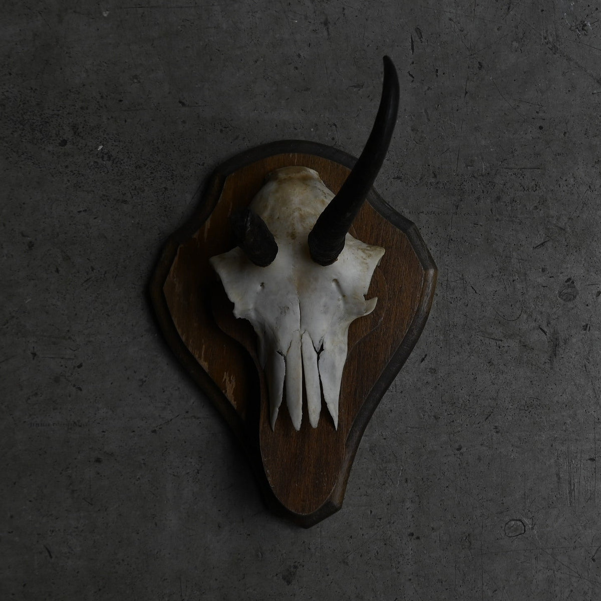 Hunting Trophy  ⅩⅫ｛RB-00424｝