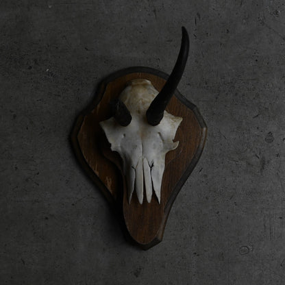 Hunting Trophy  ⅩⅫ｛RB-00424｝