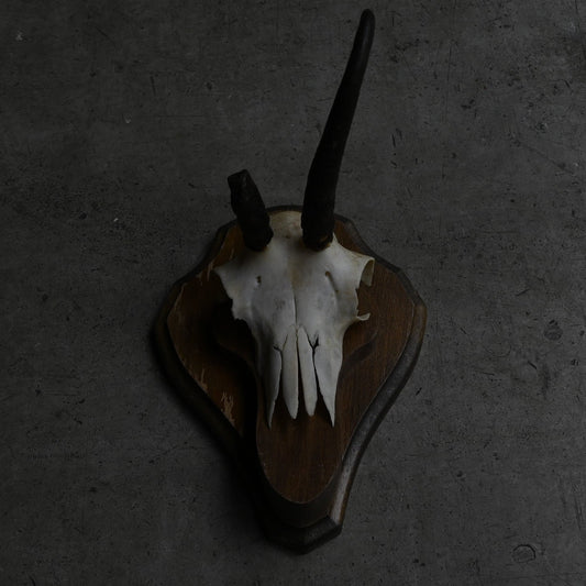 Hunting Trophy  ⅩⅫ｛RB-00424｝