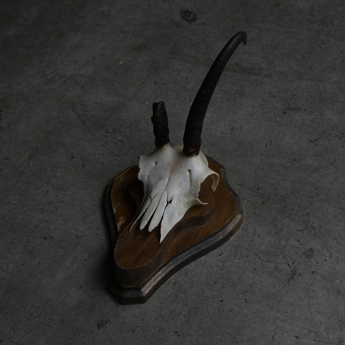 Hunting Trophy  ⅩⅫ｛RB-00424｝