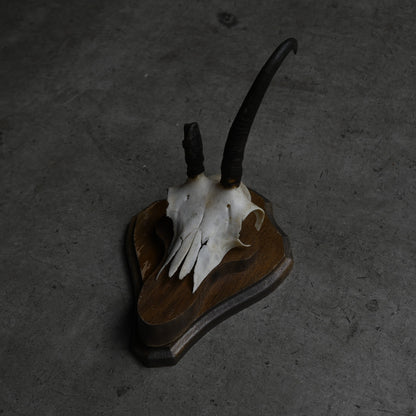 Hunting Trophy  ⅩⅫ｛RB-00424｝