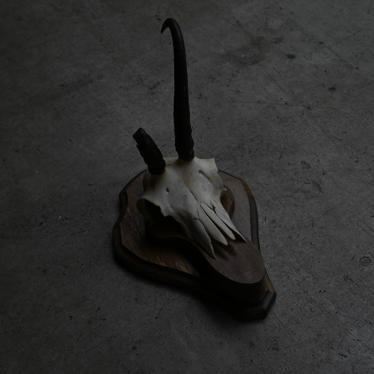 Hunting Trophy  ⅩⅫ｛RB-00424｝