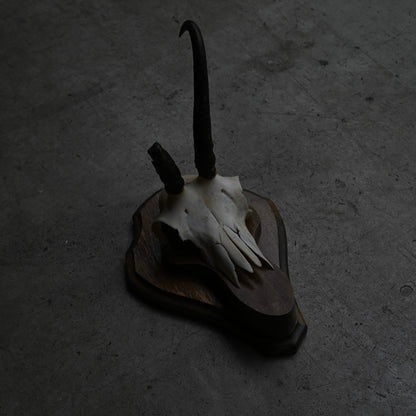 Hunting Trophy  ⅩⅫ｛RB-00424｝