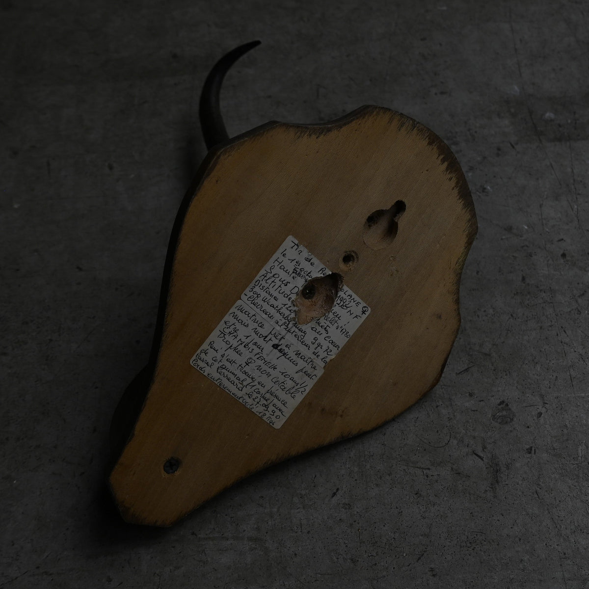 Hunting Trophy  ⅩⅫ｛RB-00424｝