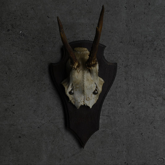 Hunting Trophy  Ⅰ｛RB-00403｝