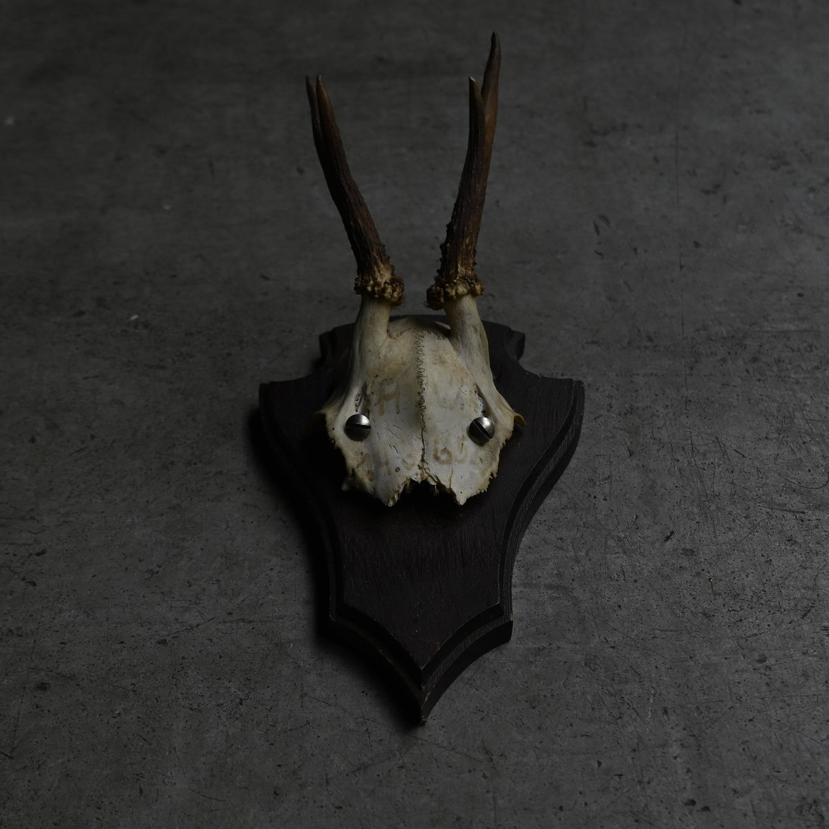 Hunting Trophy  Ⅰ｛RB-00403｝