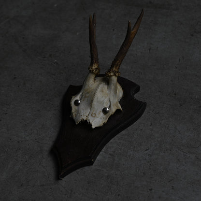 Hunting Trophy  Ⅰ｛RB-00403｝