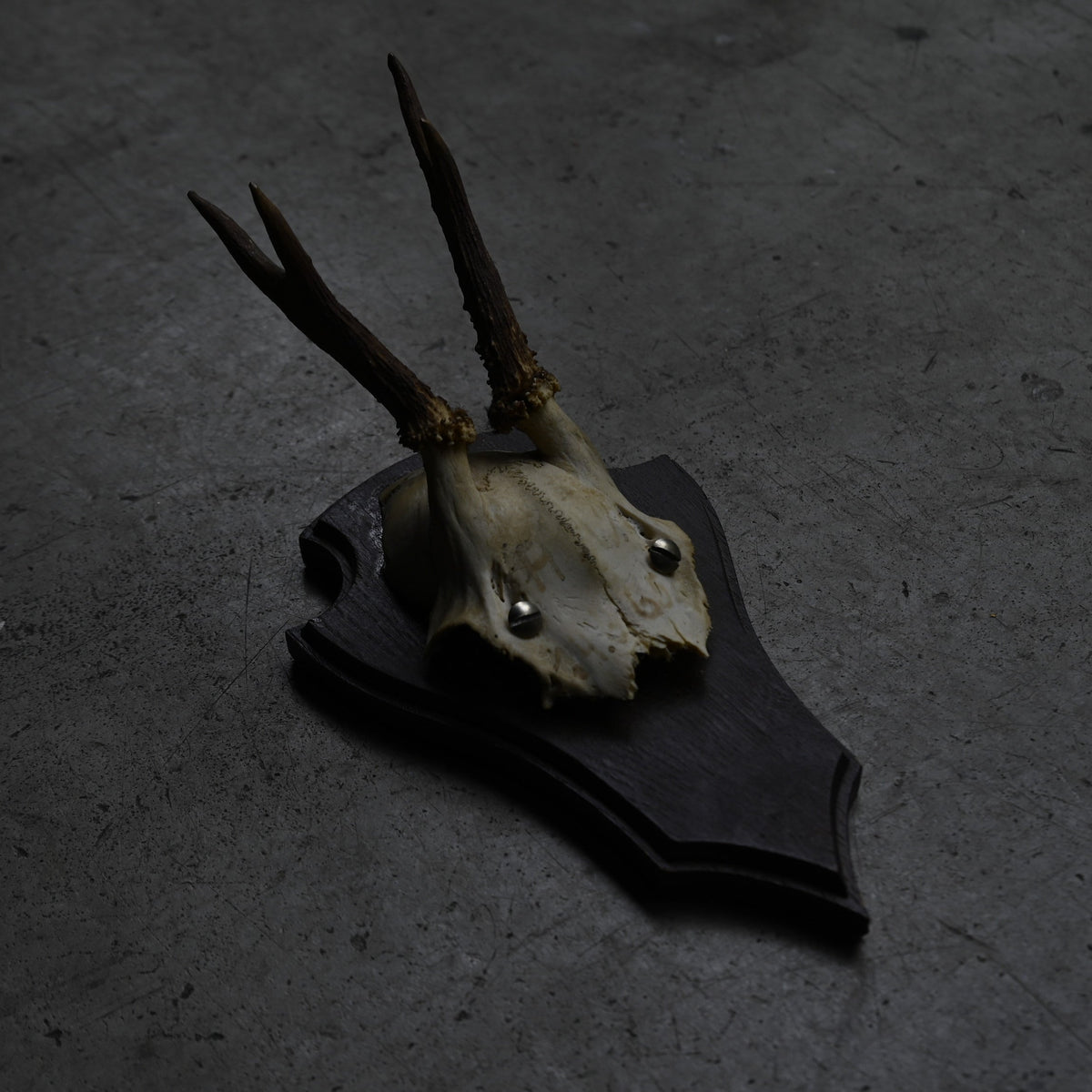 Hunting Trophy  Ⅰ｛RB-00403｝