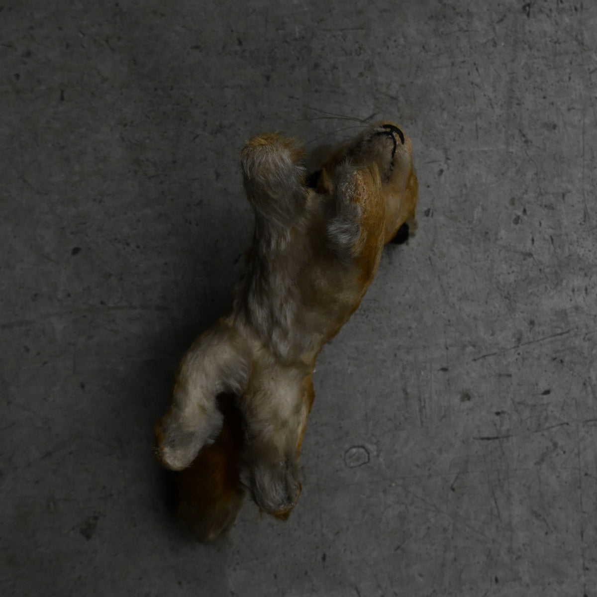 Antiques Stuffed "Fox"｛RB-00814｝
