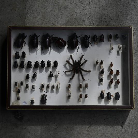 Entomological Specimen Case"DEYROLLE"｛RB-00301｝