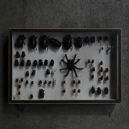 Cabinet de Curiosités"DEYROLLE"｛RB-00301｝
