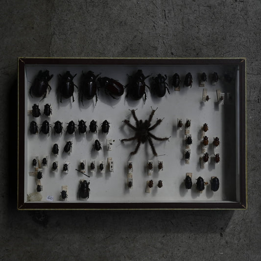 Cabinet de Curiosités"DEYROLLE"｛RB-00301｝