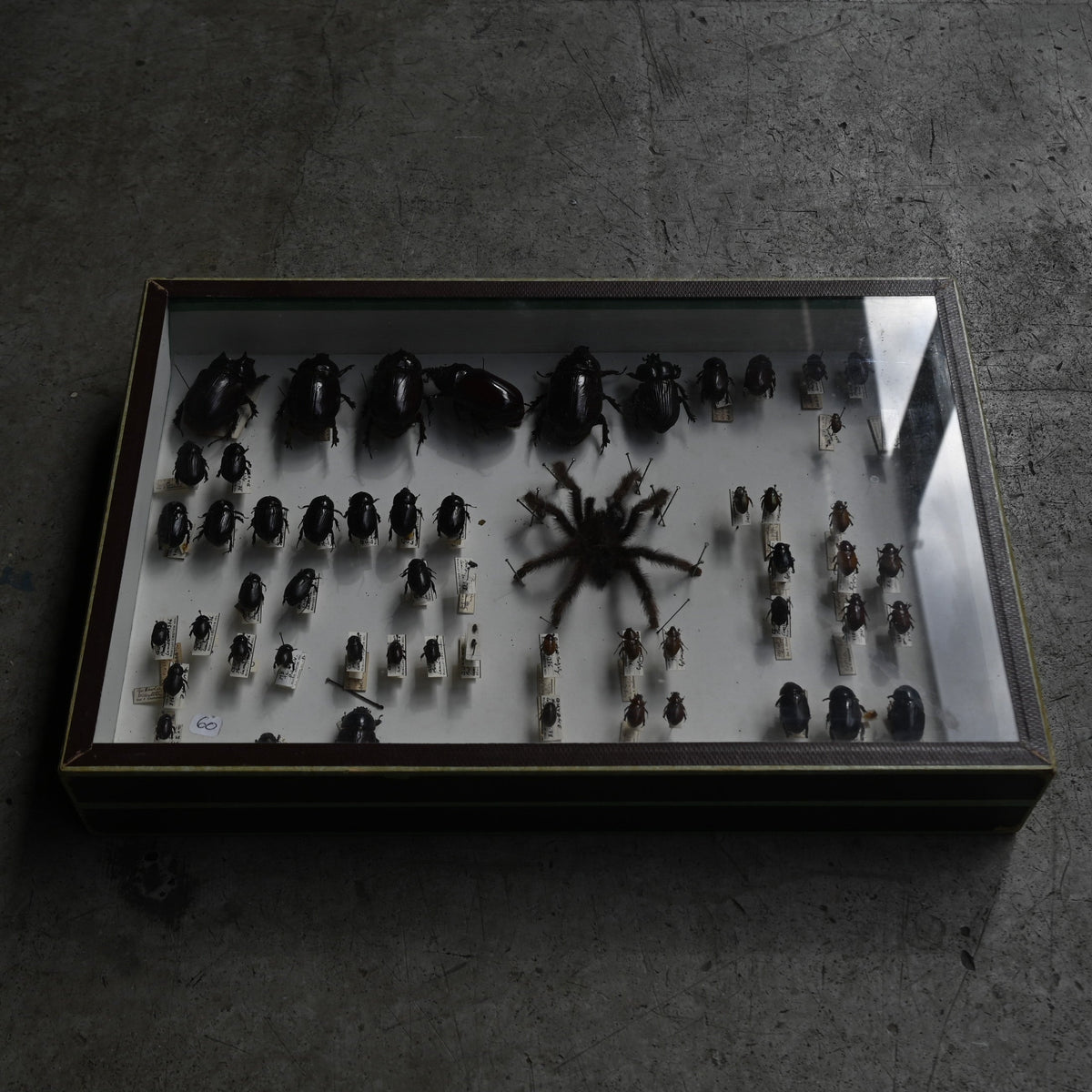 Cabinet de Curiosités"DEYROLLE"｛RB-00301｝