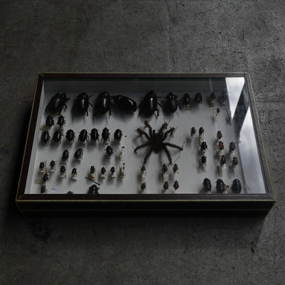 Cabinet de Curiosités"DEYROLLE"｛RB-00301｝